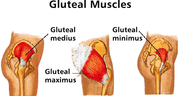 gluteal medius minimus gluteal muscles hip stabilizers injury prevention strengthening